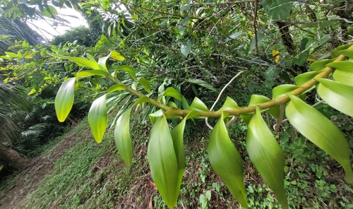 Foto de Orquídea-aranha