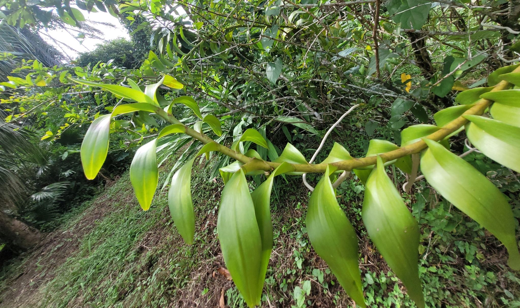 Imagem de Orquídea-aranha