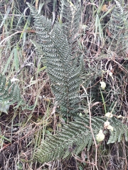 Polystichum orbiculatum image