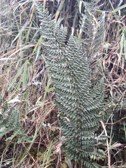 Polystichum orbiculatum
