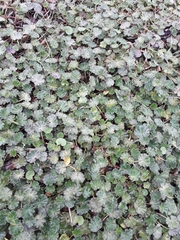 Alchemilla orbiculata