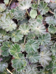 Alchemilla orbiculata