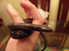 Atractus crassicaudatus