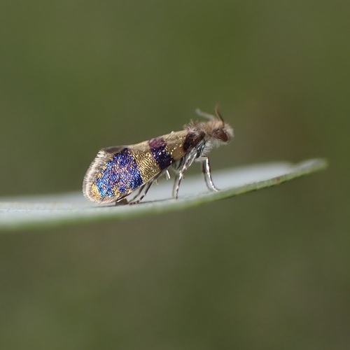 Neocrania bifasciata