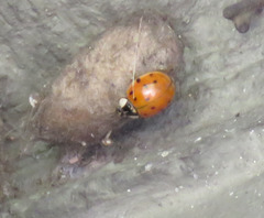 Harmonia axyridis