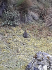 Sylvilagus andinus