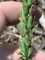 Platanthera tescamnis