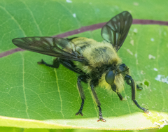 Laphria grossa