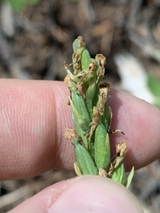 Platanthera tescamnis