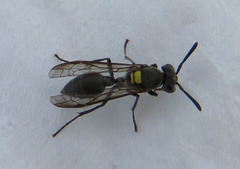 Polybia scutellaris