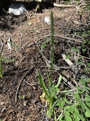 Platanthera tescamnis
