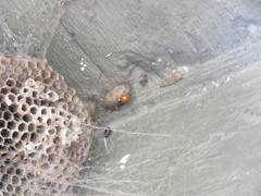 Harmonia axyridis