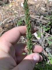 Platanthera tescamnis