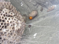 Harmonia axyridis
