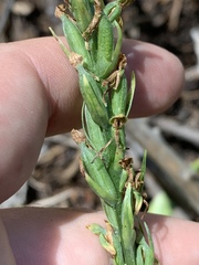 Platanthera tescamnis