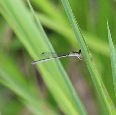 Ischnura hastata
