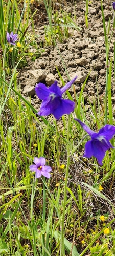 Image of Delphinium variegatum by (c) Katherine Scott, some rights reserved (CC BY)