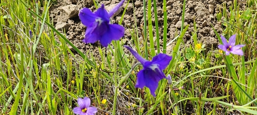 Image of Delphinium variegatum by (c) Katherine Scott, some rights reserved (CC BY)
