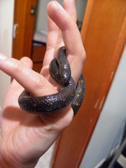 Atractus crassicaudatus