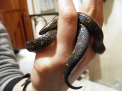 Atractus crassicaudatus