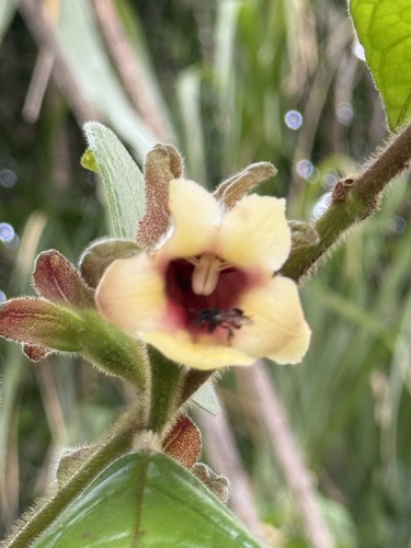 Drymonia alloplectoides, 2025-04-19