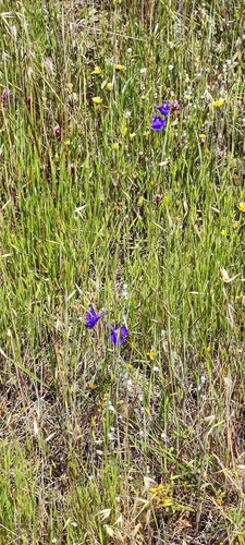 Image of Delphinium variegatum by (c) Katherine Scott, some rights reserved (CC BY)