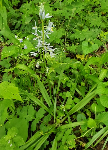 Image of Camassia scilloides by no rights reserved