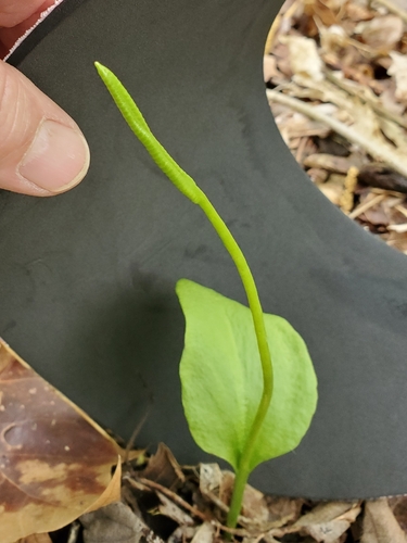 Image of Ophioglossum pycnostichum by no rights reserved