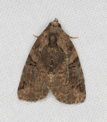 Pseudeustrotia indeterminata