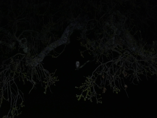 iNaturalist observation photo of American Barn Owl