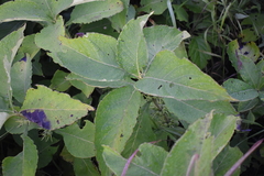 Triosteum aurantiacum