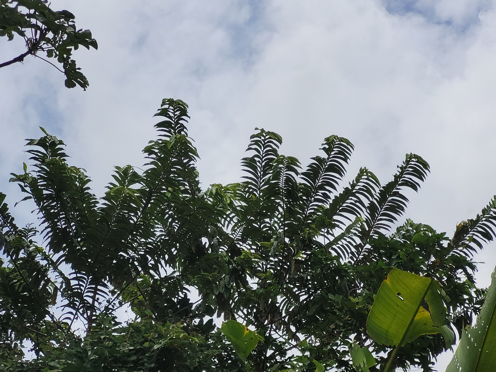 Imagem de Ucuuba