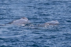 Berardius bairdii