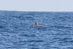 Berardius bairdii