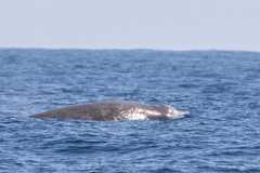Berardius bairdii