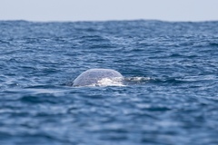 Berardius bairdii