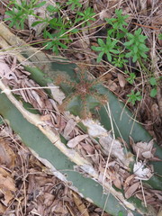Cereus