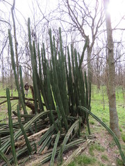 Cereus