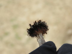 Lepidoptera