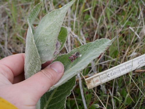 iNaturalist observation photo of Schinia pulchripennis