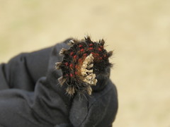 Lepidoptera