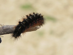 Lepidoptera