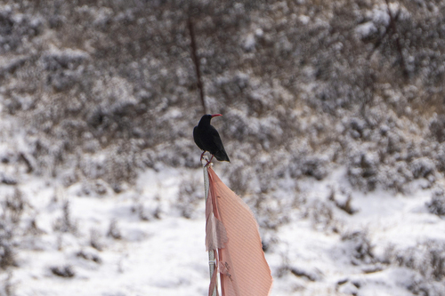 Red-billed Chough