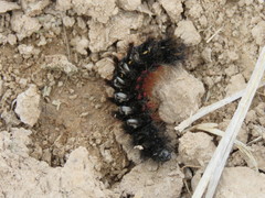 Lepidoptera