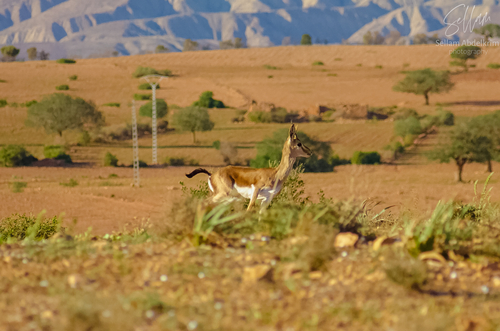 Cuvier's Gazelle