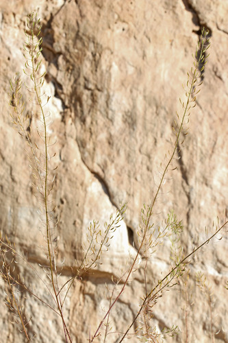 Descurainia pinnata ssp. halictorum