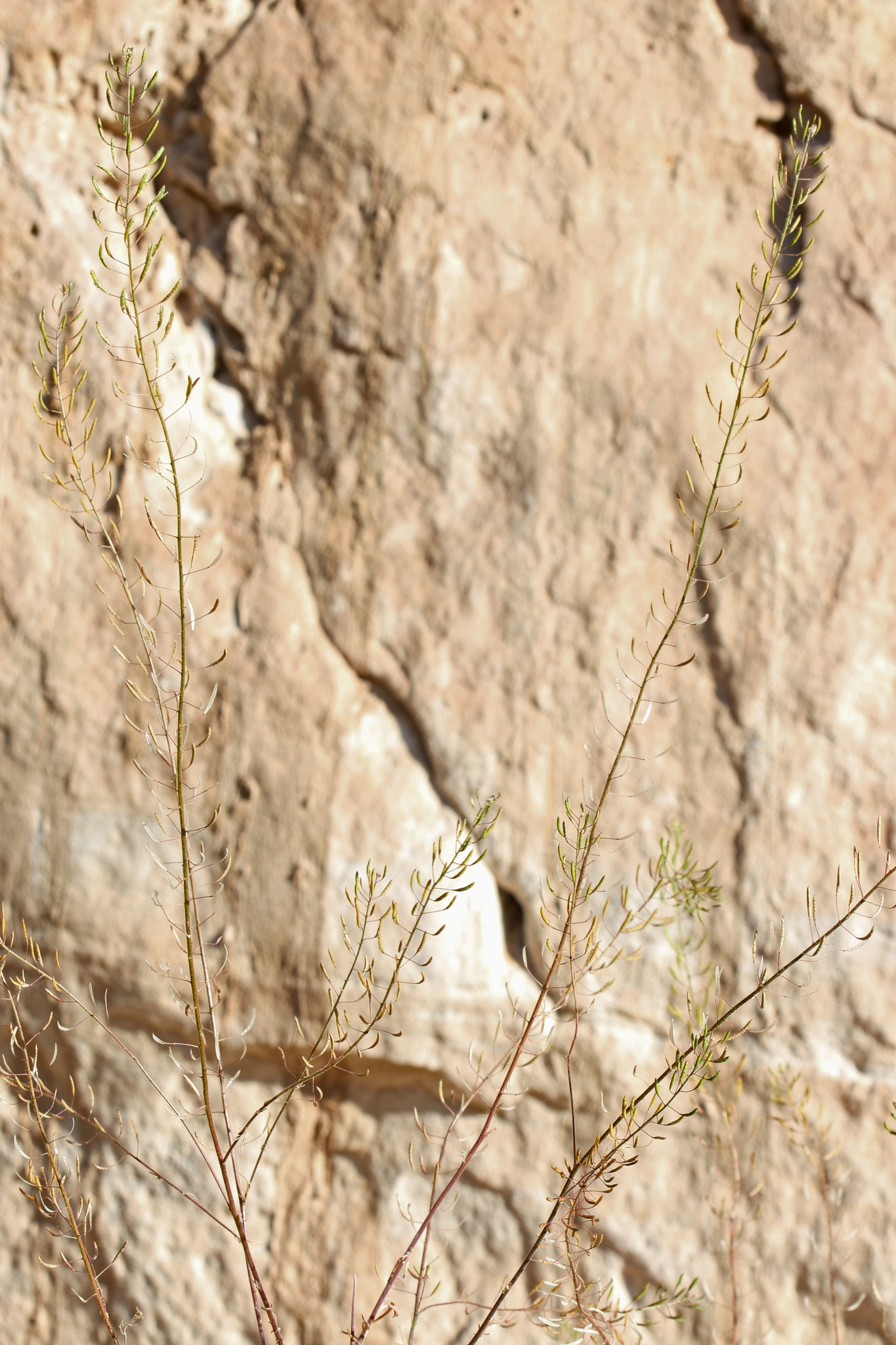 Descurainia pinnata ssp. halictorum