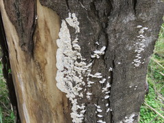 Fungi