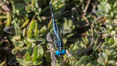 Acisoma attenboroughi