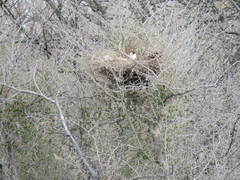 Caracara plancus